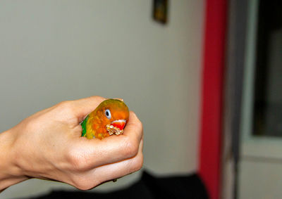 Close-up of hand holding a parrot