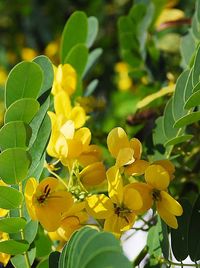 Close-up of yellow flowers blooming outdoors