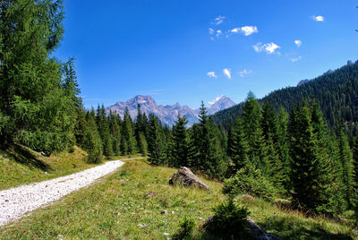 Mountains and forests near falzarego pass in veneto, italy.