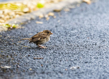 Close-up of bird perching on a road
