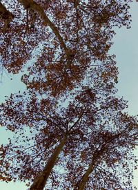 Low angle view of flowering tree against sky