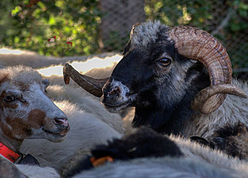 Close-up of two horses