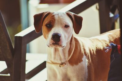 Close-up portrait of dog standing on floor