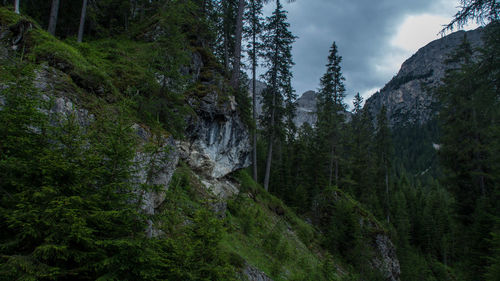 Scenic view of forest against sky