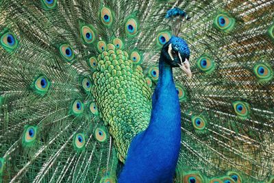 Portrait of peacock with fanned out feathers