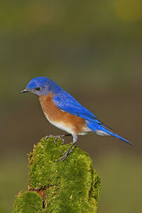 Close-up of a bird perching