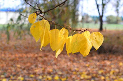 Close-up of yellow flowering plant