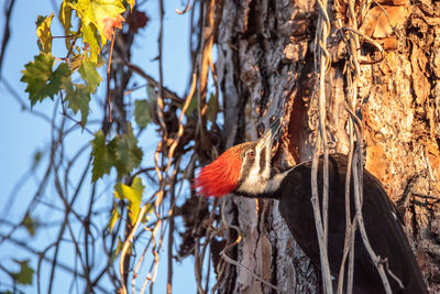 Butterfly perching on tree trunk