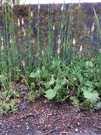 Close-up of plants growing on field