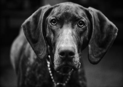 Close-up portrait of dog