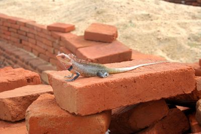 Close-up of lizard on rock