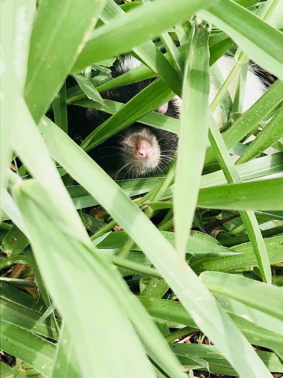 CLOSE-UP OF LIZARD ON A PLANT