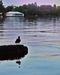 Ducks on a lake