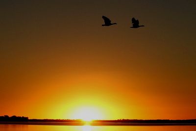 Low angle view of silhouette birds flying against sky during sunset