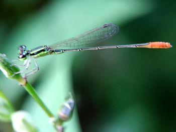 Close-up of damselfly on leaf
