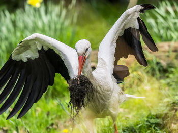 White stork carrying roots in beak on field