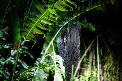 View of a bird in forest