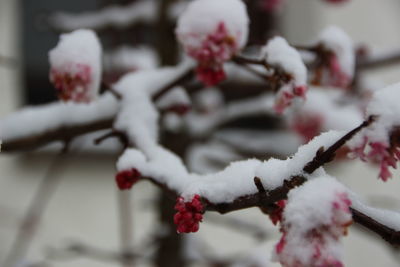 Close-up of frozen berries on tree