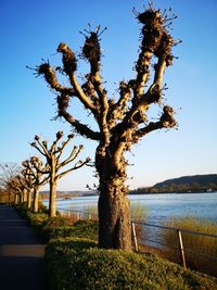 Tree by sea against clear sky