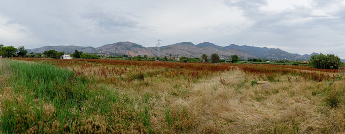 Scenic view of field against sky