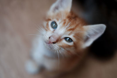 Close-up portrait of cat