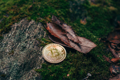 High angle view of coins on field