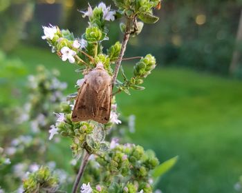 Close-up of butterfly pollinating flower