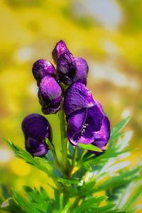 Close-up of purple flowering plant