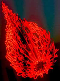 Close-up of red flowers against black background