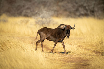 Side view of a horse on field