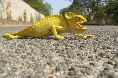 Close-up of lizard on road