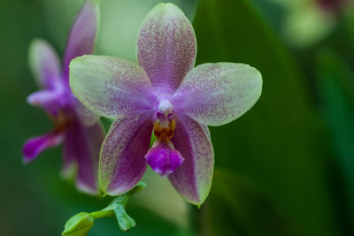 Close-up of flower against blurred background