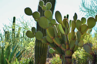 Close-up of prickly pear cactus