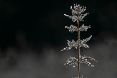 Close-up of tree during winter