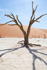 Bare tree on sand dune