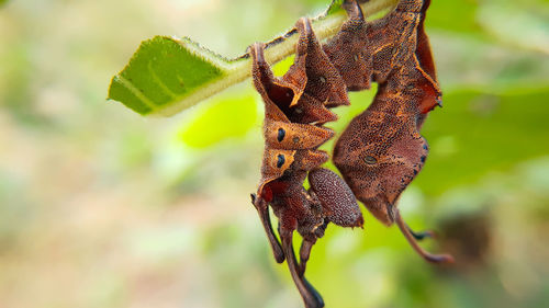 Close-up of insect on plant