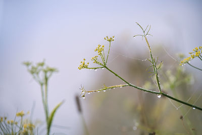 Close-up of flowering plant against sky