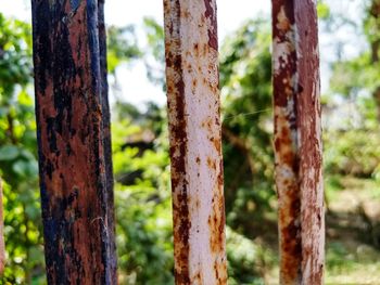 Close-up of tree trunk