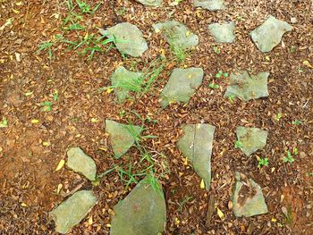 High angle view of dry leaves on field