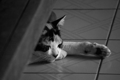 Close-up of cat sleeping on bed