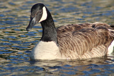 Close-up of duck swimming in lake