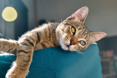 Cute tabby cat sleeping on blue sofa with yellow pillow . funny home pet. concept of relaxing