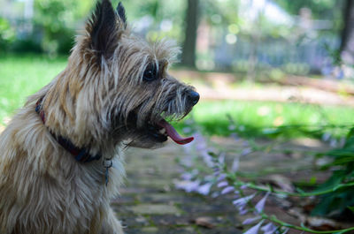 Close-up of dog sticking out tongue