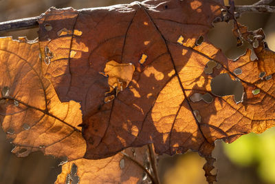 Close-up of dry leaves on plant