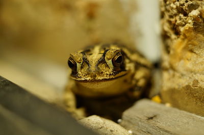 Close-up of frog