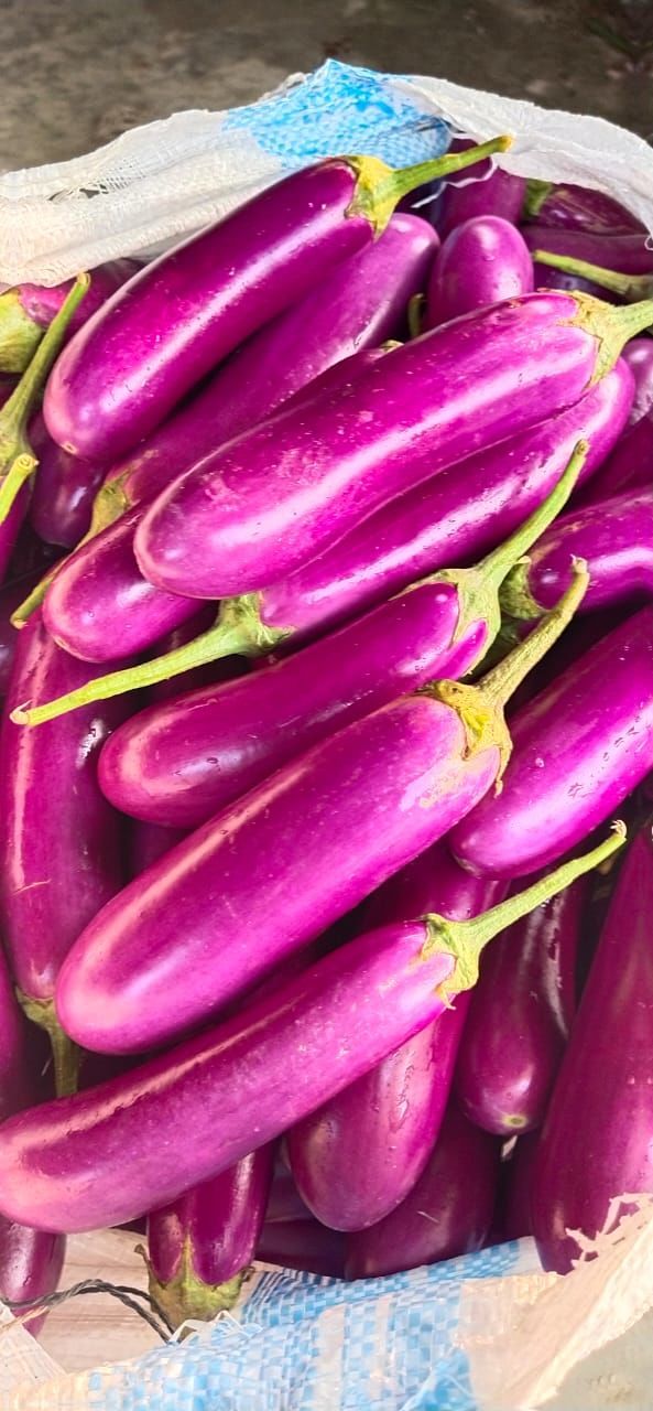 food and drink, food, vegetable, freshness, healthy eating, wellbeing, purple, eggplant, produce, high angle view, no people, organic, pink, raw food, still life, abundance, close-up, flower, market, plant, large group of objects
