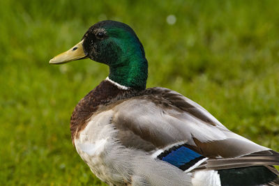 Close-up of a bird