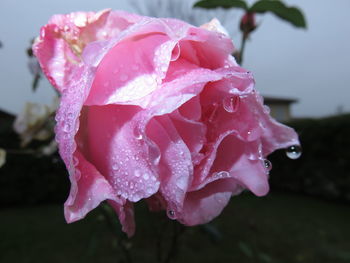 Close-up of pink rose