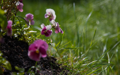 Close-up of pink flowers blooming in park