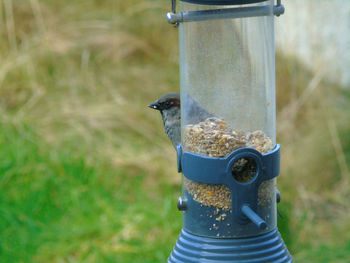 Bird perching on feeder hanging outdoors